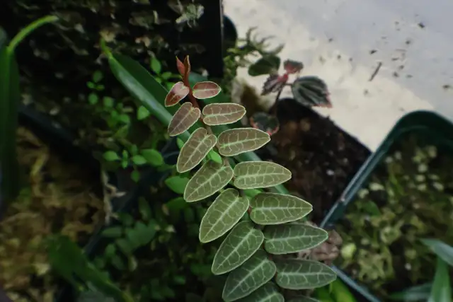Vivarium plants in Reptiles & Amphibians for Rehoming in North Shore - Image 4