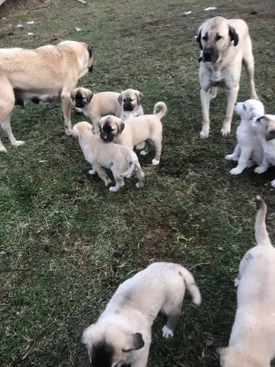 Kangal Puppies, View more