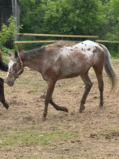 Appaloosa gelding, View more