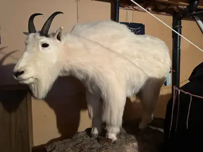 Life Size Taxidermy Mountain Goat, View more
