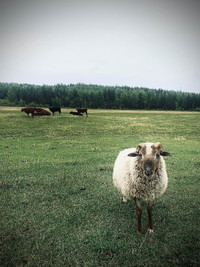 Sheep Ram