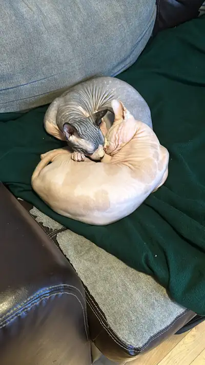 sphynx cat for sale, View more