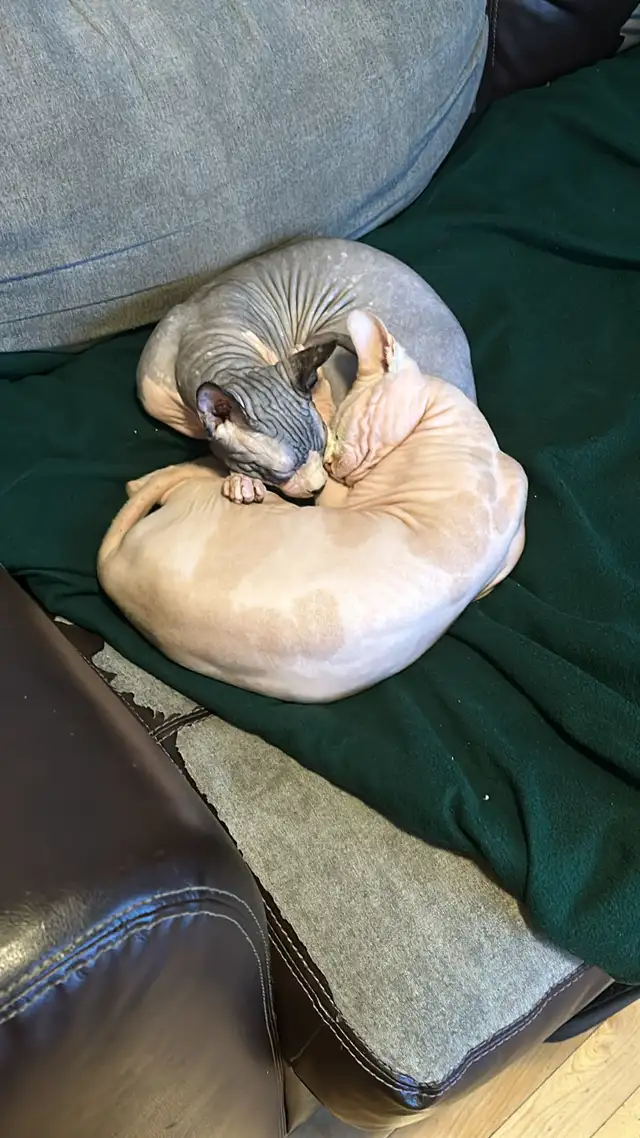 sphynx cat for sale in Cats & Kittens for Rehoming in City of Montréal - Image 2