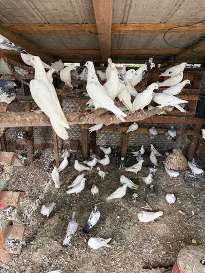 Pigeons for sale., View more
