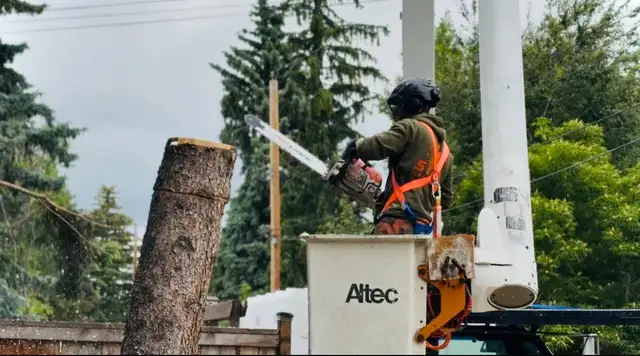 Tree Service Pruning, Removals & Emergency Wind Storm Damage | Lawn ...