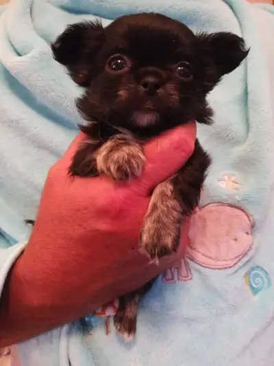 PURE CHIHUAHUA PUPPY, View more
