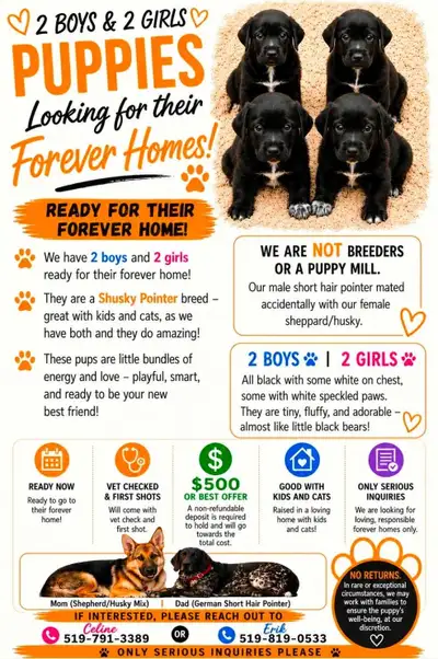 Puppies for rehome, View more