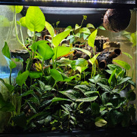 18x18x24 fully bioactive mourning gecko enclosure for sale! 