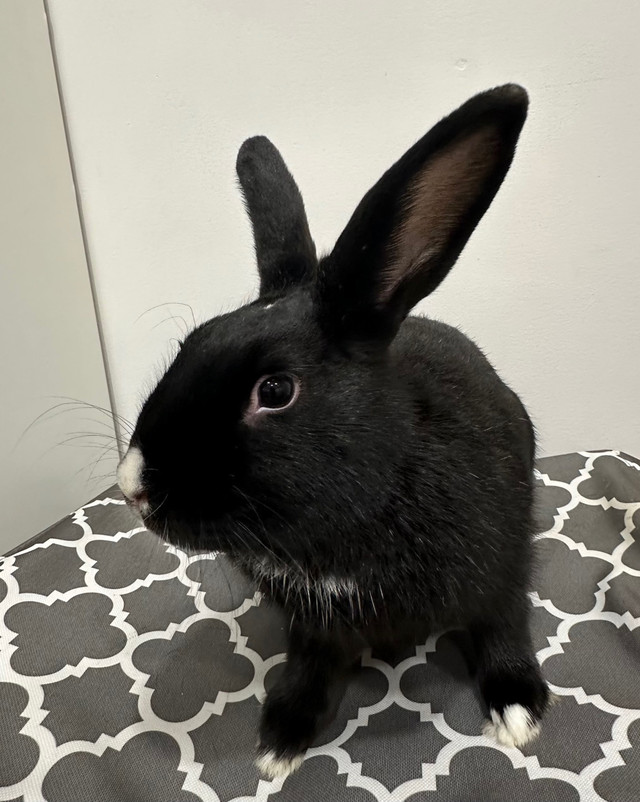 7 month old silver male rabbit  in Small Animals for Rehoming in Markham / York Region - Image 3