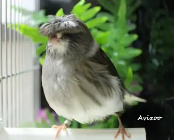 CANARIS GLOSTER M/F DISPONIBLES a partir de 100$ in Birds for Rehoming in Longueuil / South Shore - Image 2