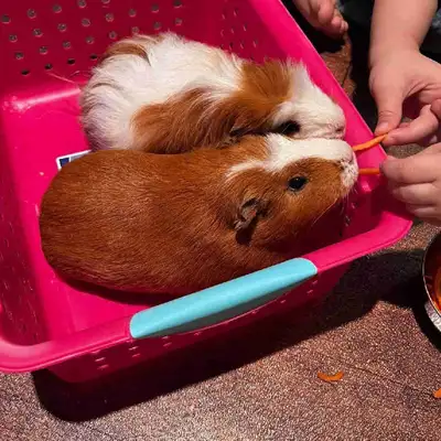 Guinea Pigs to good home, View more