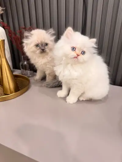 persian kitten, View more