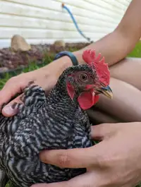 Young Rooster 