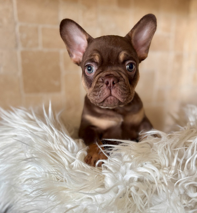 French bulldog puppy in Dogs & Puppies for Rehoming in Calgary - Image 3