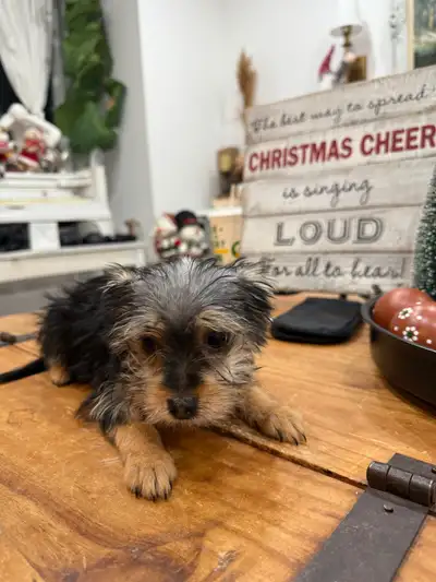 Tea cup morkie | ready for rehoming, View more