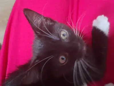 One kitty sale 150 $, View more
