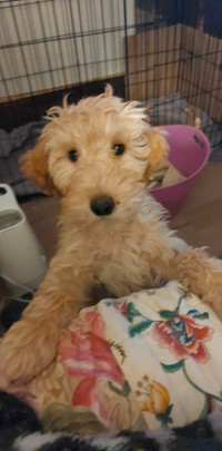 Golden Doodle Puppy One female available