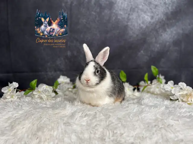 Neutered Netherland dwarf  in Small Animals for Rehoming in Ottawa - Image 4