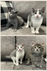 Friendly Vaccinated Kittens