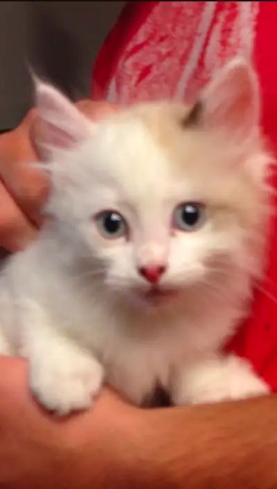SIAMESE KITTENS!!!, View more