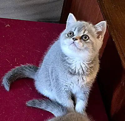 Magnifiques chatons british shorthair, View more
