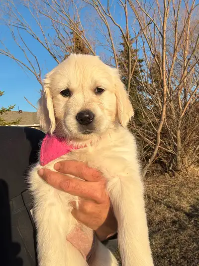Golden Retriever pups. English Creams and 1 darker gold cream boy. Parents are CKC registered. We ha...