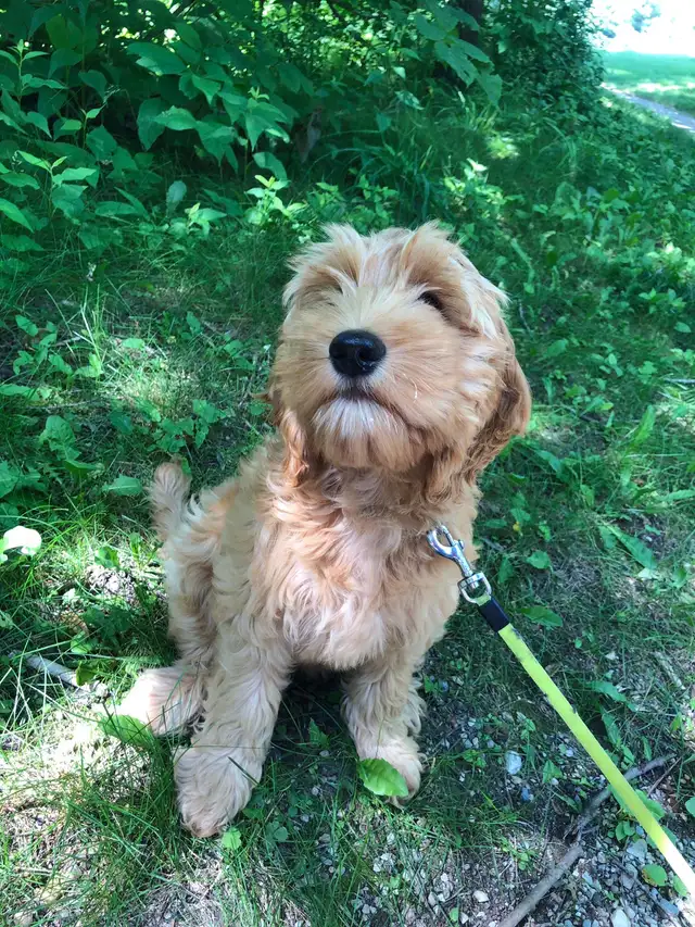 Cute cockapoo puppy in Dogs & Puppies for Rehoming in Kitchener / Waterloo - Image 4