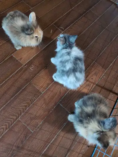 Bunnies looking for forever home, View more