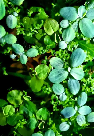 Aquarium floating plants , View more