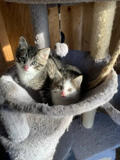 Tabby Kittens, View more