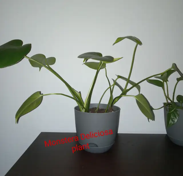 Plant with pot.