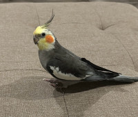 2 year old Cockatiel for rehoming with cage