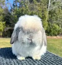Imported Frosted Pearl Holland Lop male