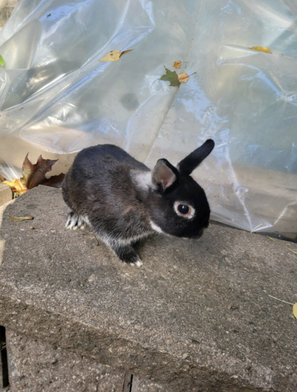 Male NEUTERED Rare Silver Marten Netherland Dwarf Bunny Rehoming