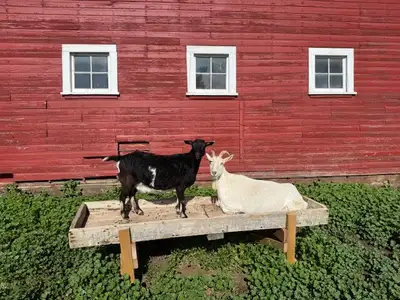 Goats For Sale, View more
