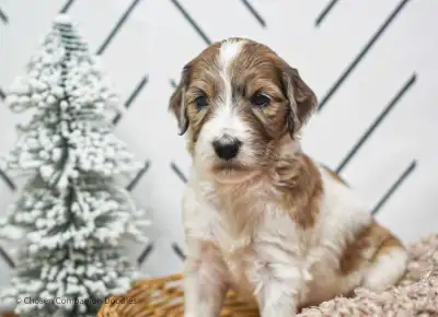 Chosen Companion Doodles is a reputable company. Our goal is to produce a healthy cuddly companion t...