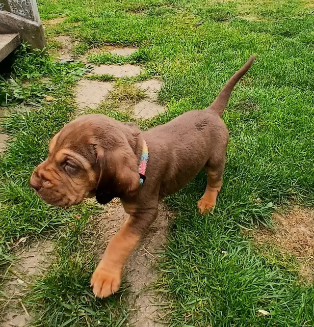 CKC Bloodhound puppies 2 left! in Dogs & Puppies for Rehoming in Norfolk County - Image 10