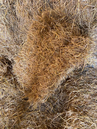 Square bales of straw