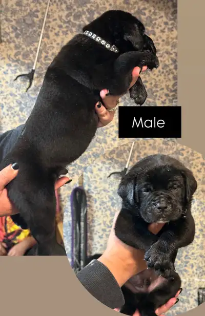 Boerboel South African Mastiffs Puppies, View more