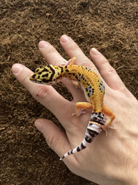 Female leopard gecko