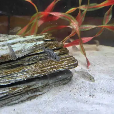 Baby African chichlids available , View more