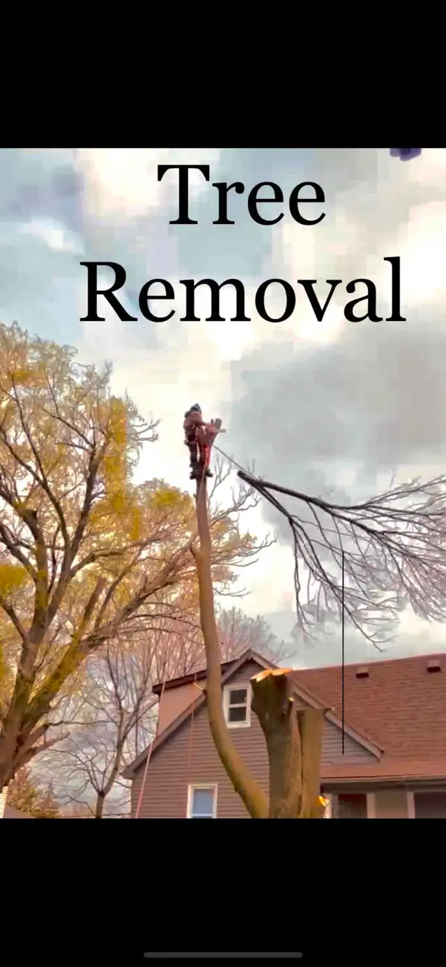 JB's  Tree Services in Other in Windsor Region - Image 8