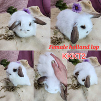 Pure holland lop bunnies