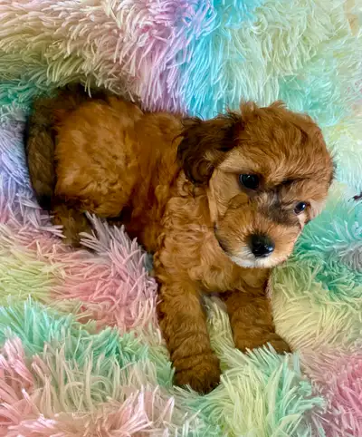 Havapoo   Havanese Poodle X, View more