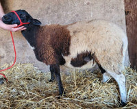 Hair Breed Ewe with Ram Lamb 