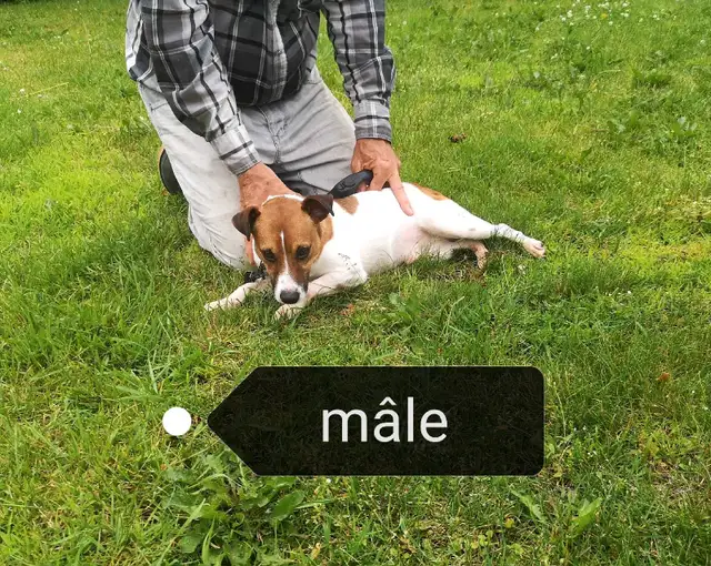 Jack Russell mâle adulte à vendre in Dogs & Puppies for Rehoming in Longueuil / South Shore - Image 6