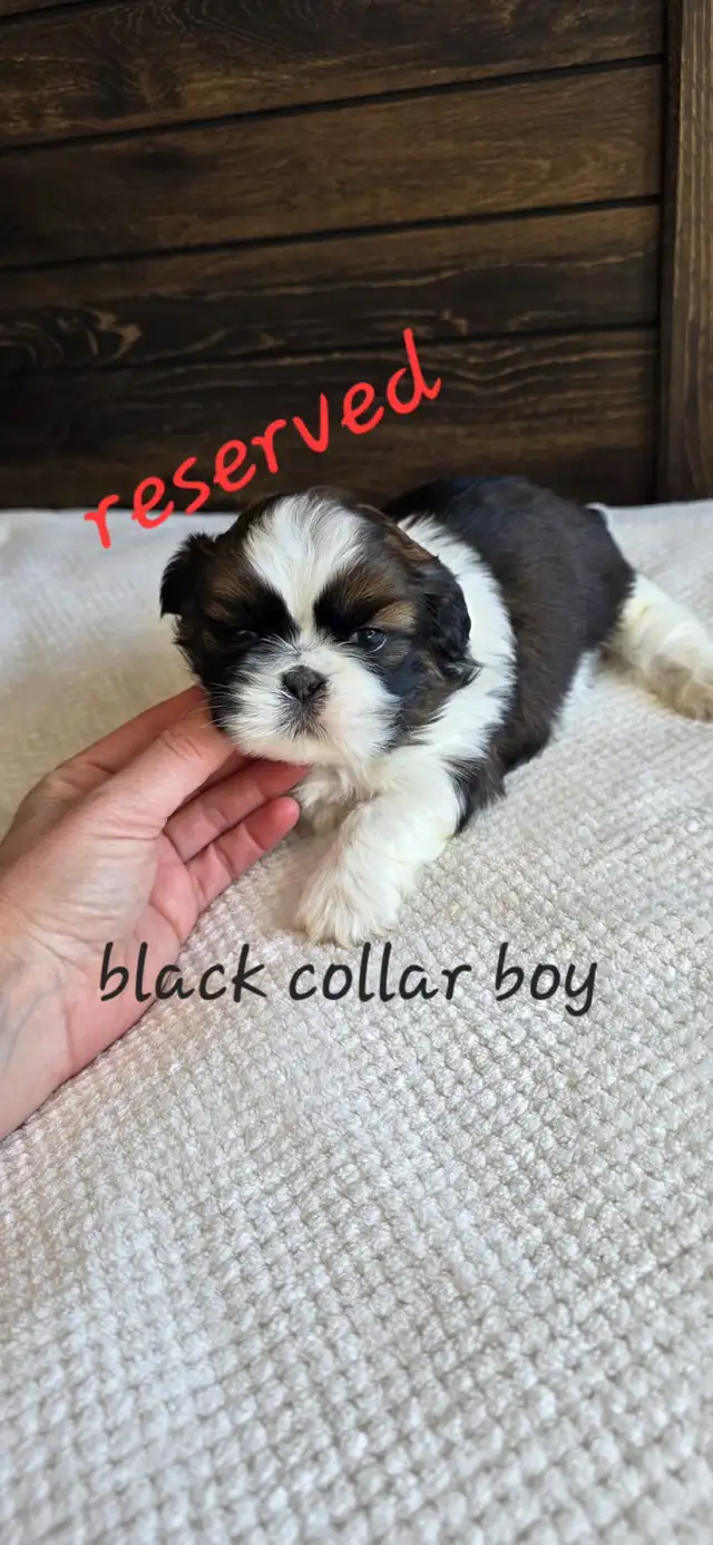 Shih Tzu Puppies ❤️ in Dogs & Puppies for Rehoming in Edmonton - Image 3