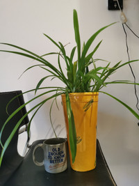 Houseplant Spider Grass in a nice tall  toll pots, heathy , $10