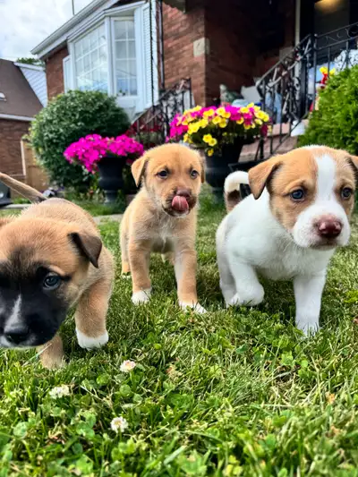 Husky Mix Puppies, View more