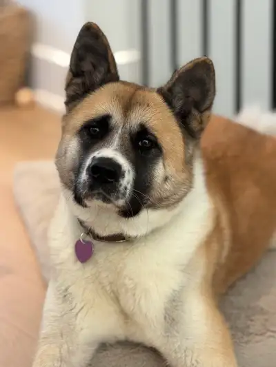 Akita Américain, View more